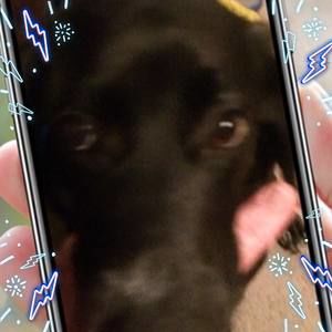 Meet your Posher, Donald